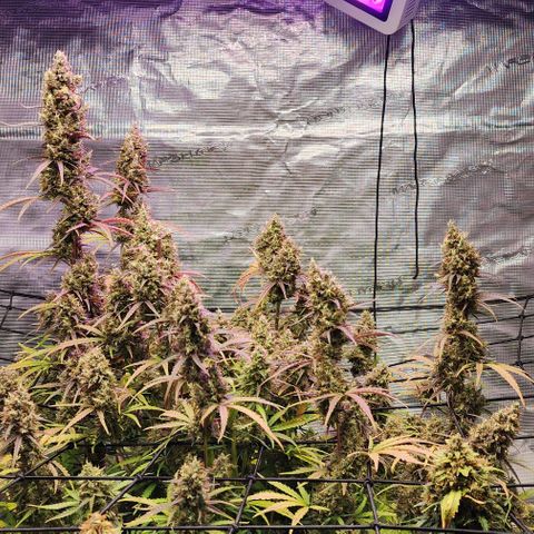 Cookies Gelato Automatic growlog timeline photo