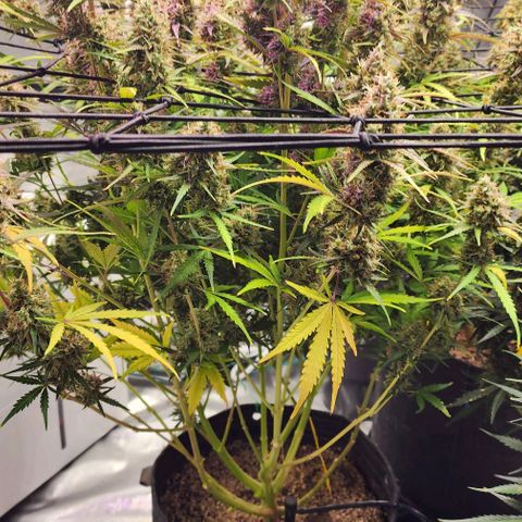Cookies Gelato Automatic growlog timeline photo