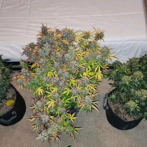 Cookies Gelato Automatic growlog timeline photo