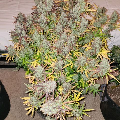 Cookies Gelato Automatic growlog timeline photo