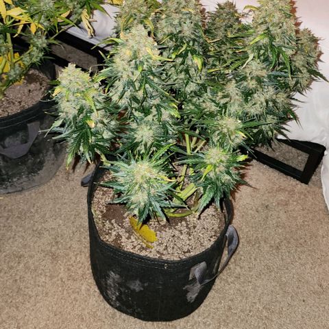 Cookies Gelato Automatic growlog timeline photo