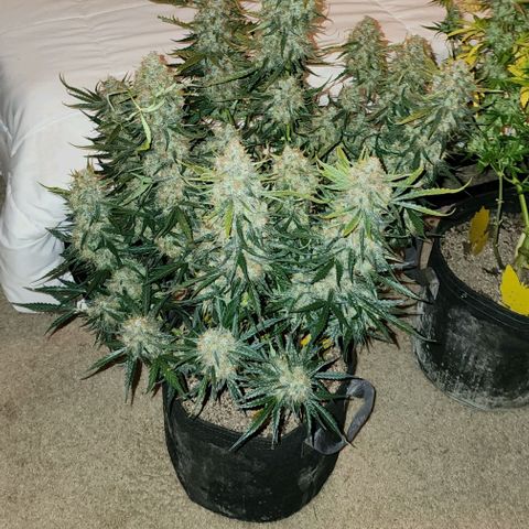 Cookies Gelato Automatic growlog timeline photo