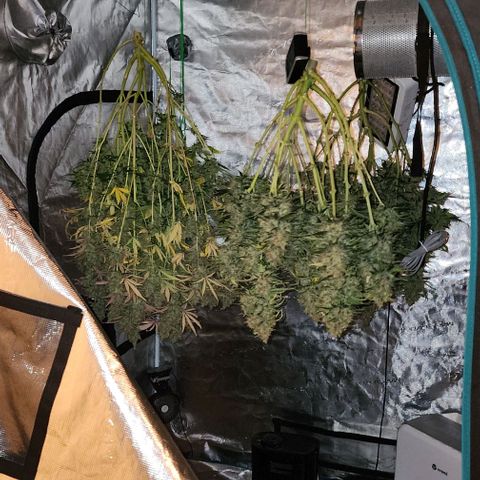 Cookies Gelato Automatic growlog timeline photo