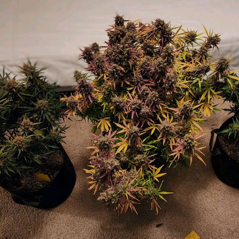 Cookies Gelato Automatic growlog timeline photo