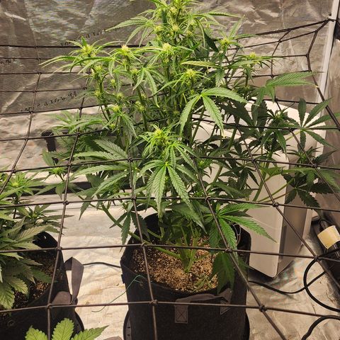 Grape Walker Kush x Iced N Baked  #1 growlog photo: After trim