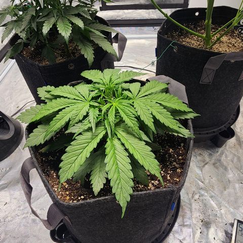 Grizzly Crinkle #2 growlog timeline photo
