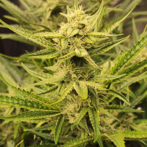 Grape Walker Kush x Iced N Baked  #1 growlog timeline photo