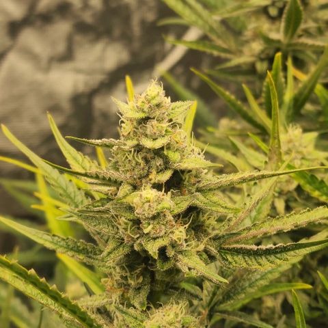 Grape Walker Kush x Iced N Baked  #1 growlog timeline photo