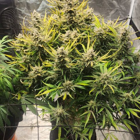 Grape Walker Kush x Iced N Baked  #1 growlog timeline photo