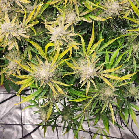 Grape Walker Kush x Iced N Baked  #1 growlog timeline photo