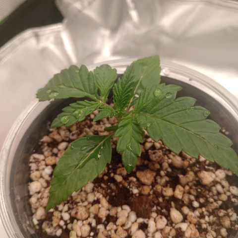 Critical Orange Punch #1 growlog timeline photo