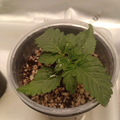 Critical Orange Punch #2 growlog timeline photo