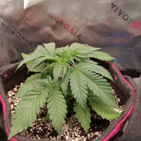 Critical Orange Punch #1 growlog timeline photo
