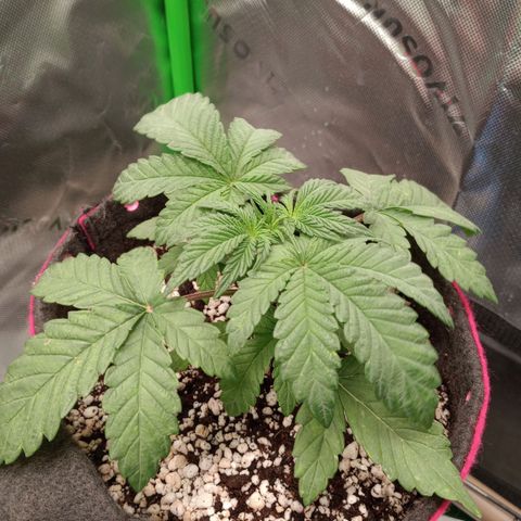 Critical Orange Punch #2 growlog timeline photo