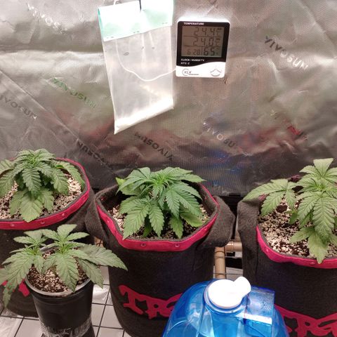 Critical Orange Punch #1 growlog timeline photo