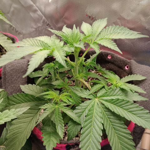 Critical Orange Punch #1 growlog timeline photo