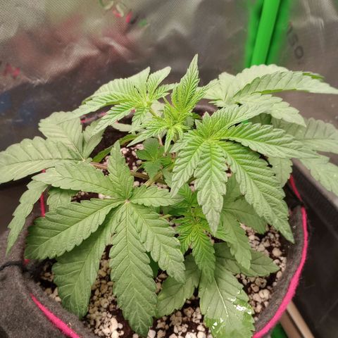 Critical Orange Punch #2 growlog timeline photo