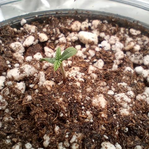 Critical Orange Punch #2 growlog timeline photo