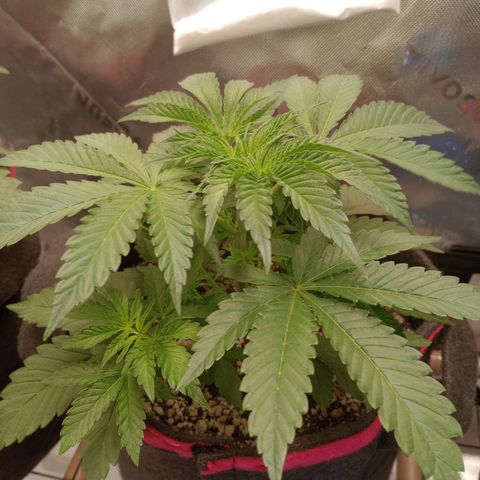 Critical Orange Punch #1 growlog timeline photo