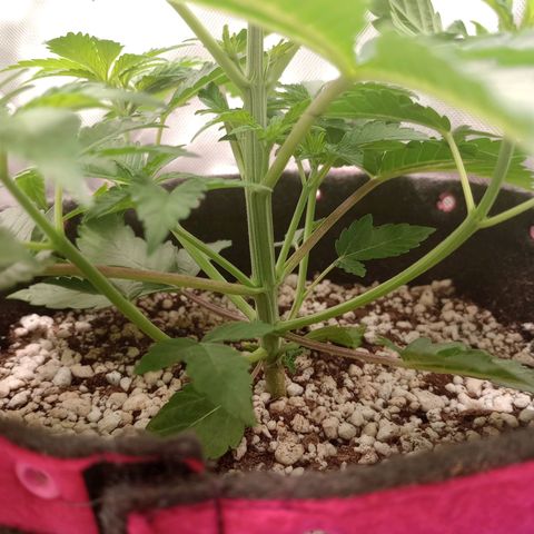 Critical Orange Punch #1 growlog timeline photo