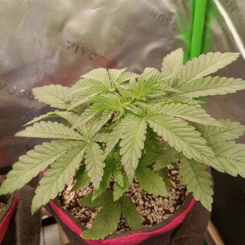 Critical Orange Punch #2 growlog timeline photo