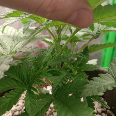 Critical Orange Punch #2 growlog timeline photo