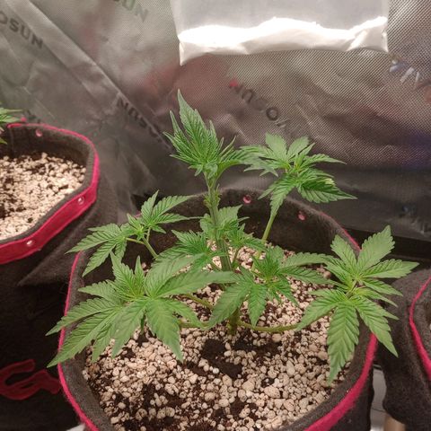 Critical Orange Punch #1 growlog photo: Recém podada 