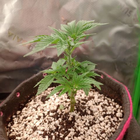 Critical Orange Punch #2 growlog photo: Recém podada