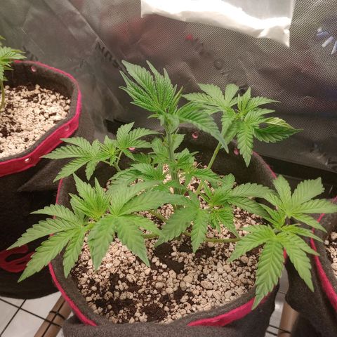 Critical Orange Punch #1 growlog photo: Resultado pós poda