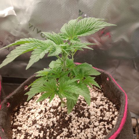 Critical Orange Punch #2 growlog photo: Resultado pós podas!