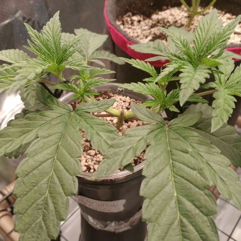 Afghani Gold growlog timeline photo