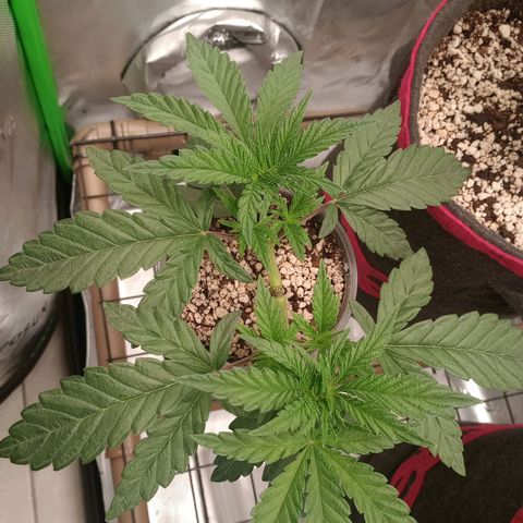 Afghani Gold growlog timeline photo