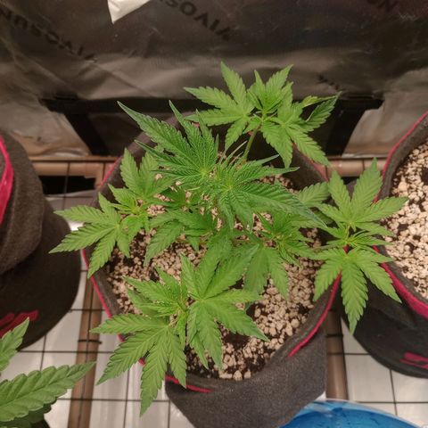 Critical Orange Punch #1 growlog timeline photo