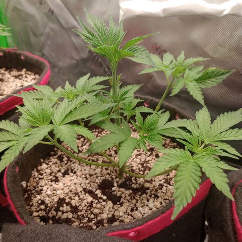 Critical Orange Punch #1 growlog timeline photo