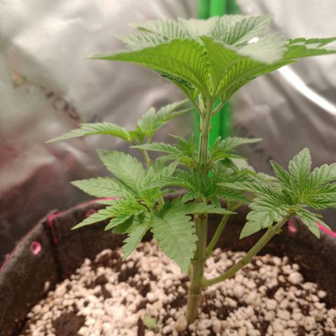 Critical Orange Punch #2 growlog timeline photo