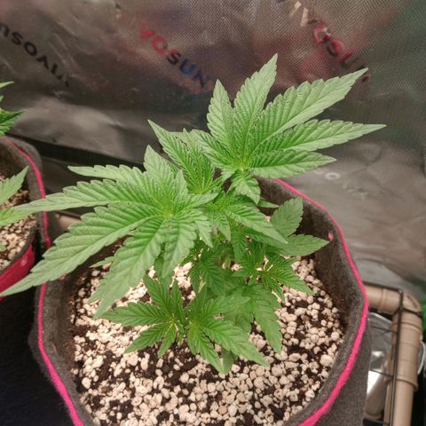 Critical Orange Punch #2 growlog timeline photo