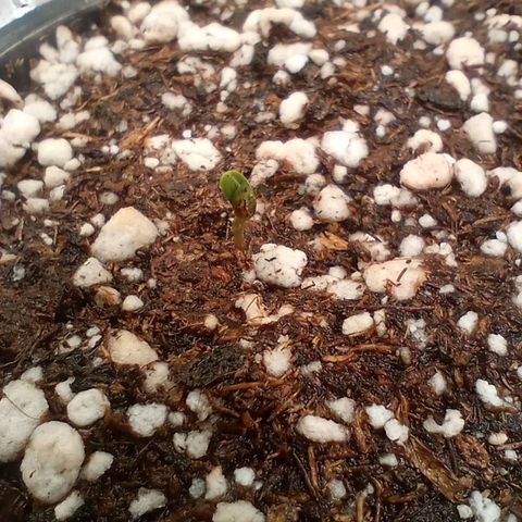 Afghani Gold growlog timeline photo