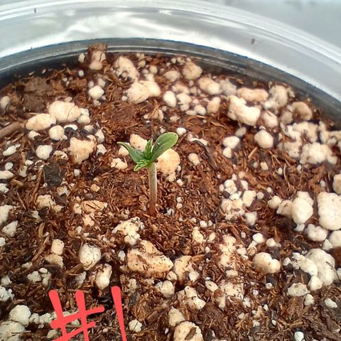 Afghani Gold growlog timeline photo