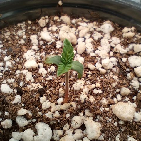 Critical Orange Punch #1 growlog timeline photo