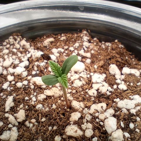 Critical Orange Punch #2 growlog timeline photo