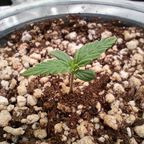 Afghani Gold growlog timeline photo