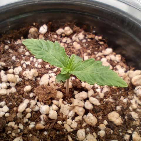 Critical Orange Punch #2 growlog timeline photo