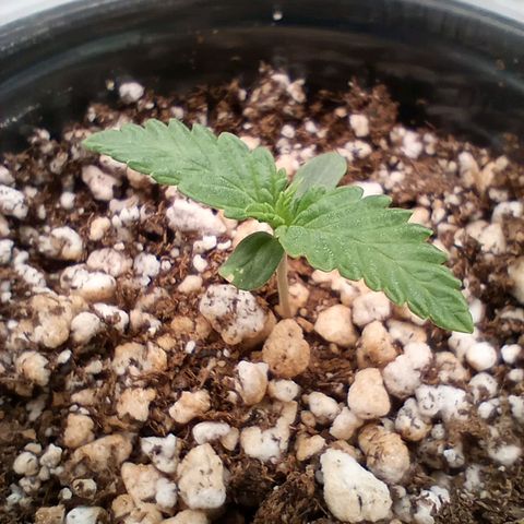 Critical Orange Punch #1 growlog timeline photo