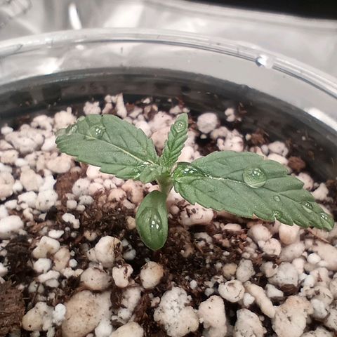 Afghani Gold growlog timeline photo