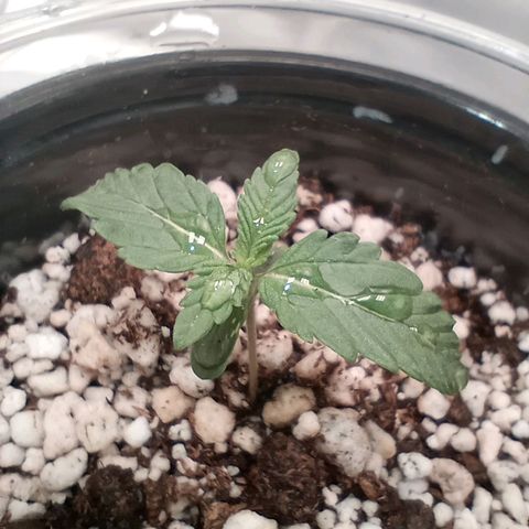 Critical Orange Punch #1 growlog timeline photo