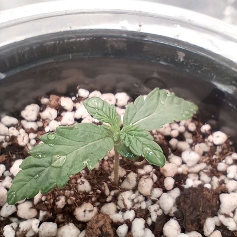 Critical Orange Punch #2 growlog timeline photo
