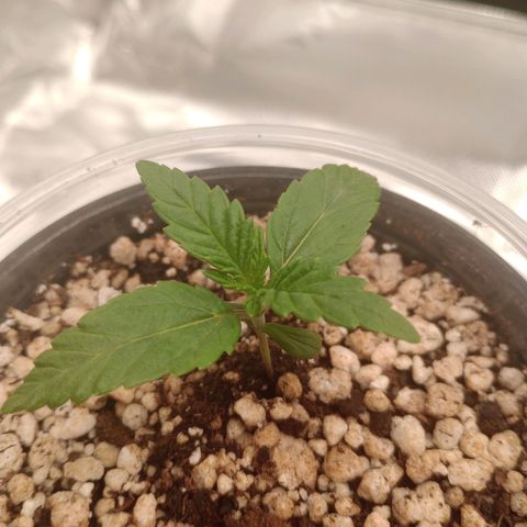 Afghani Gold growlog timeline photo