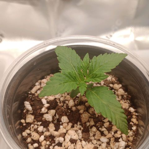 Critical Orange Punch #1 growlog timeline photo