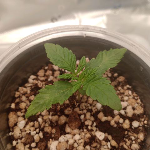 Critical Orange Punch #2 growlog timeline photo