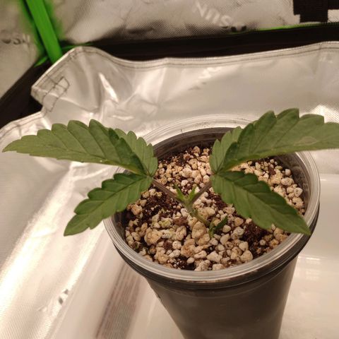 Afghani Gold growlog timeline photo
